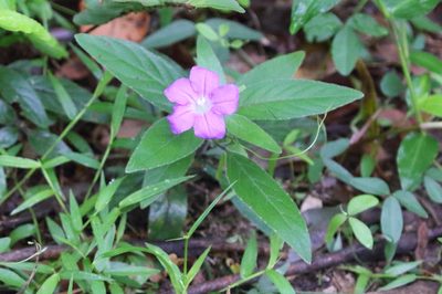 Ruellia longepetiolata, photographed by Richard Fuller