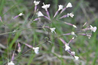 Silene italica, photographed by Марина Садыкова