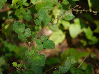 Pseudarthria viscida, photographed by Dinesh Valke