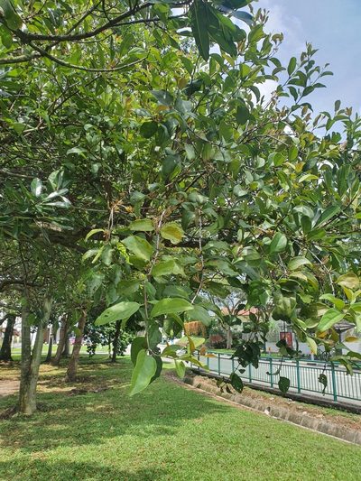 Dendrophthoe pentandra, photographed by Cheongweei Gan