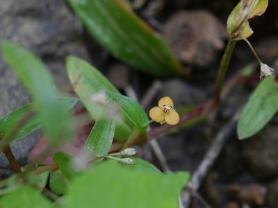 Murdannia versicolor, photographed by Dinesh Valke