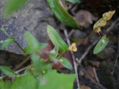 Murdannia versicolor, photographed by Dinesh Valke