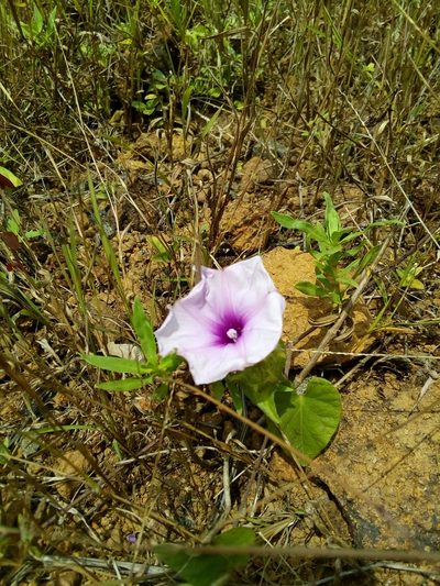 Ipomoea involucrata, photographed by Viken
