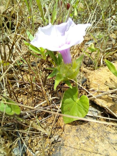 Ipomoea involucrata, photographed by Viken