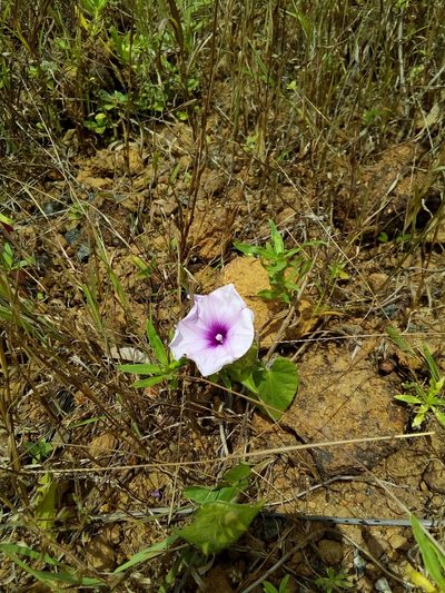 Ipomoea involucrata, photographed by Viken