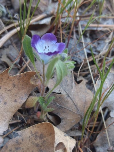 Phacelia davidsonii, photographed by Michele Jones