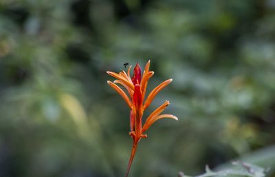 Heliconia psittacorum, photographed by Thomaz de Carvalho Callado