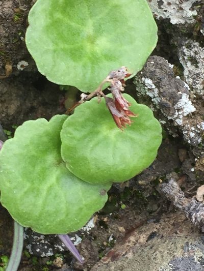 Umbilicus gaditanus, photographed by Andre Hosper