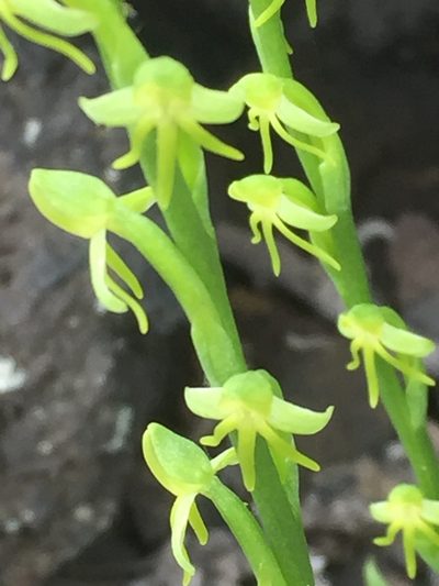 Habenaria tridactylites, photographed by Andre Hosper