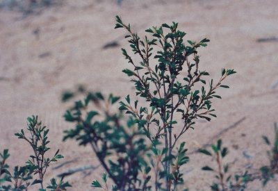Kotschya strobilantha, photographed by i_c_riddell