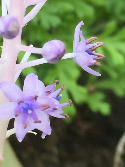 Scilla latifolia, photographed by Andre Hosper