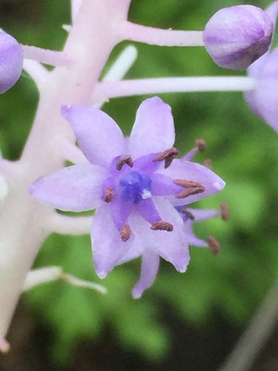 Scilla latifolia, photographed by Andre Hosper