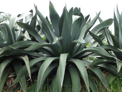 Agave atrovirens, photographed by Juan Rafael Rodríguez Razgado