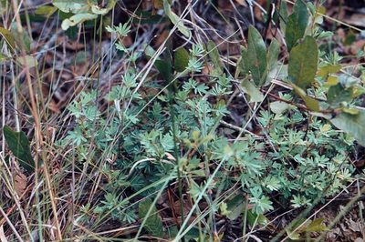 Kotschya strobilantha, photographed by i_c_riddell