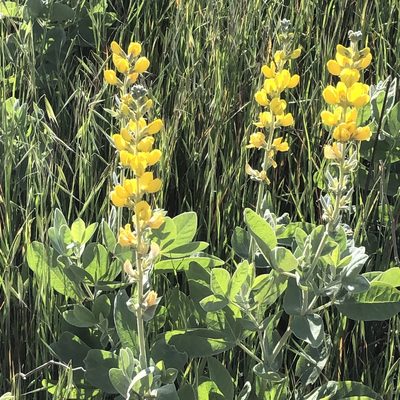 Thermopsis californica, photographed by gretchenparadis