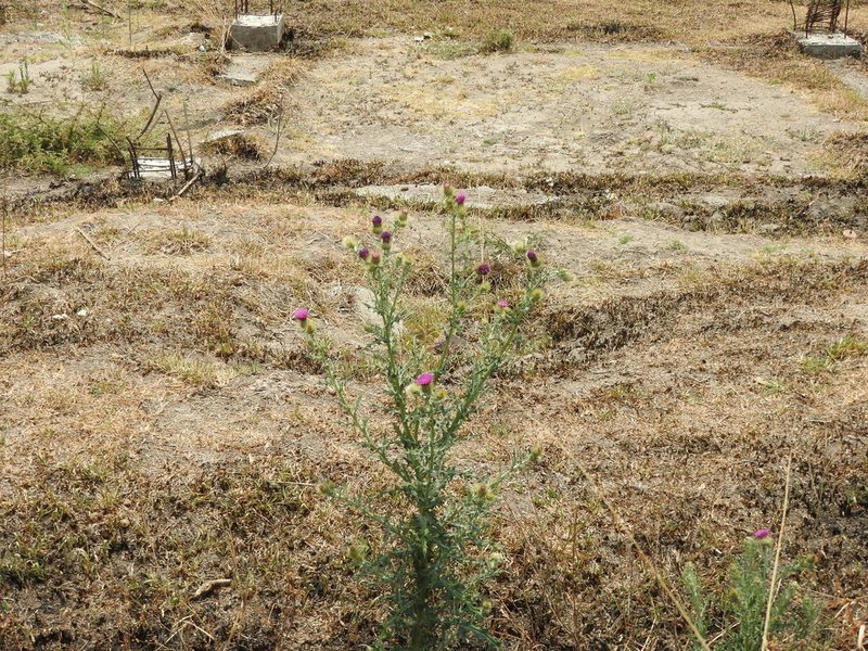 Cirsium rhaphilepis, photographed by Oscar Alejandro Morales Juárez