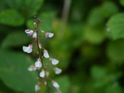 Sohmaea laxiflora, photographed by Dinesh Valke