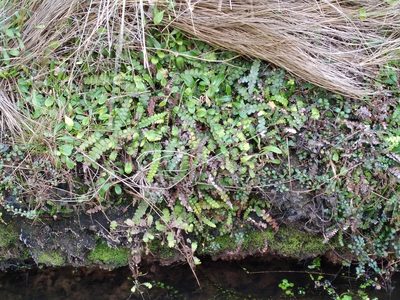 Austroblechnum banksii, photographed by Leon Perrie