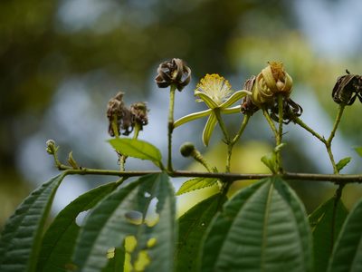 Grewia serrulata, photographed by Dinesh Valke
