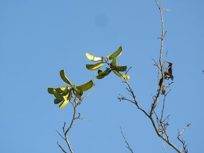 Cenostigma eriostachys, photographed by Francisco Farriols Sarabia