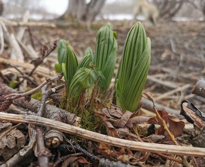 Veratrum oxysepalum, photographed by Валерия Ковалева