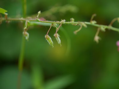 Pseudarthria viscida, photographed by Dinesh Valke