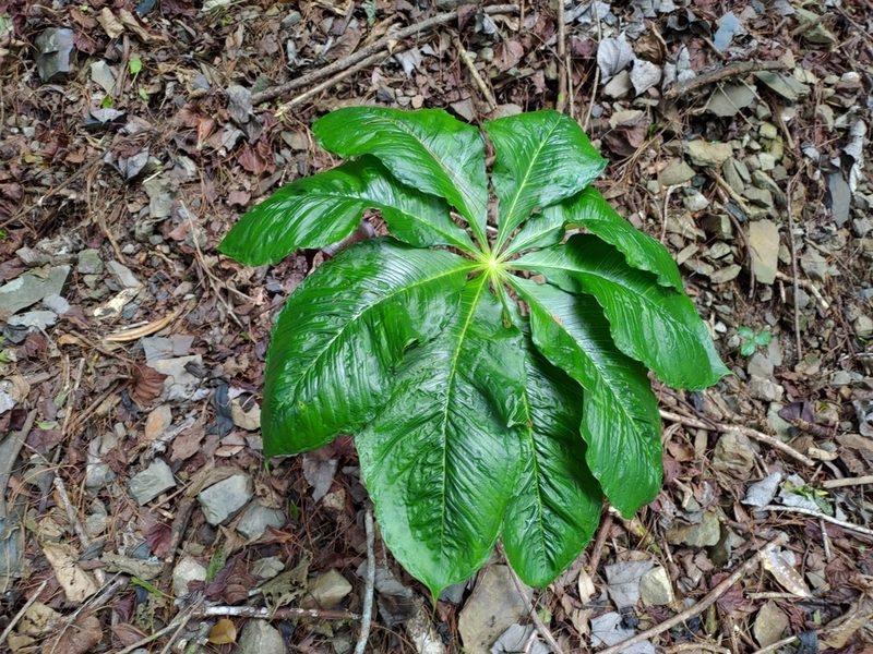 Arisaema taiwanense, photographed by jackywu