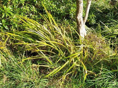 Carex geminata, photographed by Leon Perrie