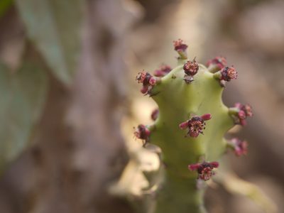 Euphorbia neriifolia, photographed by Dinesh Valke