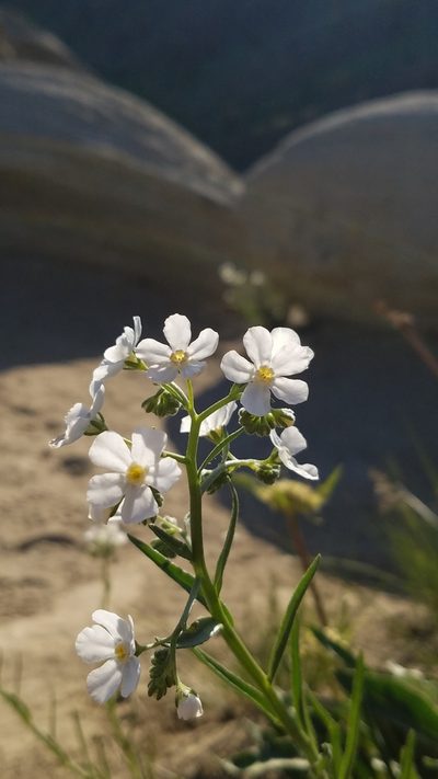 Hackelia diffusa, photographed by Kate Crowell Walker