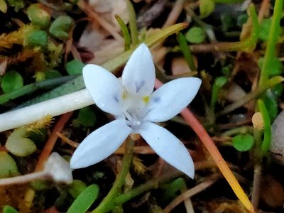 Isotoma rivalis, photographed by John Barkla