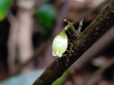 Maesa japonica, photographed by jackywu
