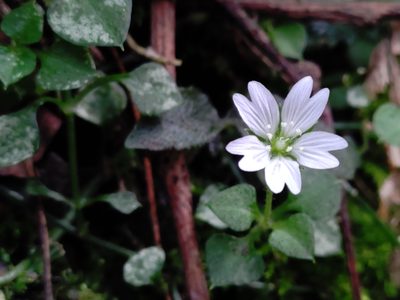 Nubelaria arisanensis, photographed by jackywu