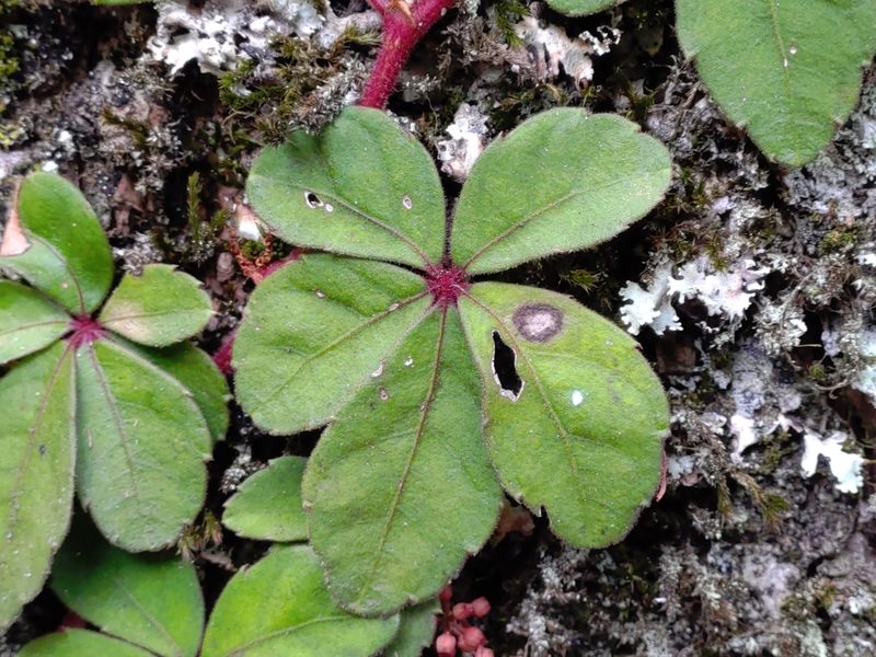Tetrastigma obtectum, photographed by jackywu