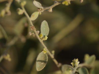 Cocculus hirsutus, photographed by Dinesh Valke
