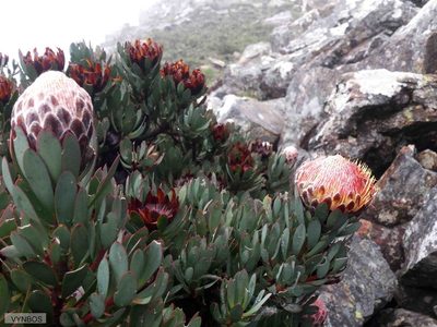 Protea rupicola, photographed by Chris Vynbos