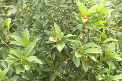 Bonellia macrocarpa, photographed by Obed Palagot Echavarria