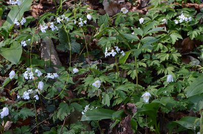 Cardamine trifolia, photographed by nicoweg