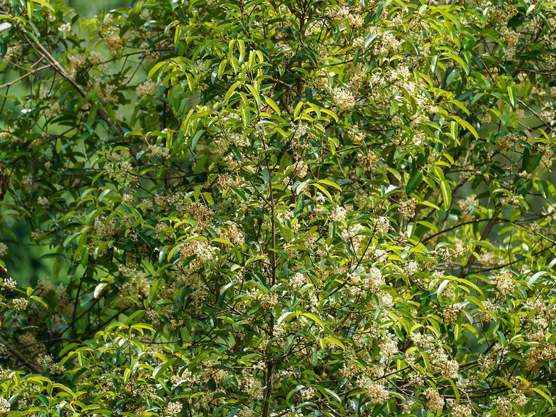 Calophyllum soulattri, photographed by Cheongweei Gan
