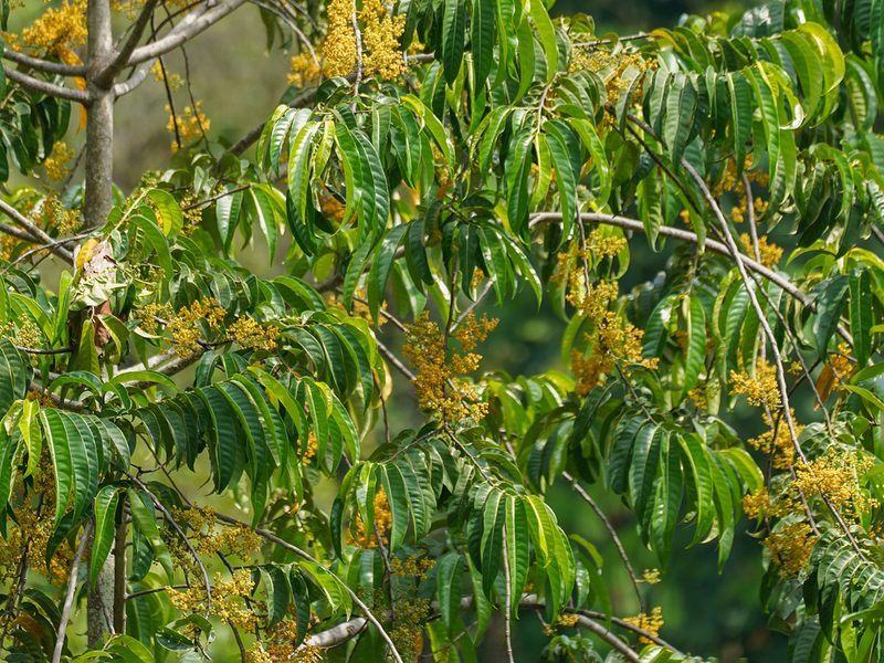 Horsfieldia irya, photographed by Cheongweei Gan