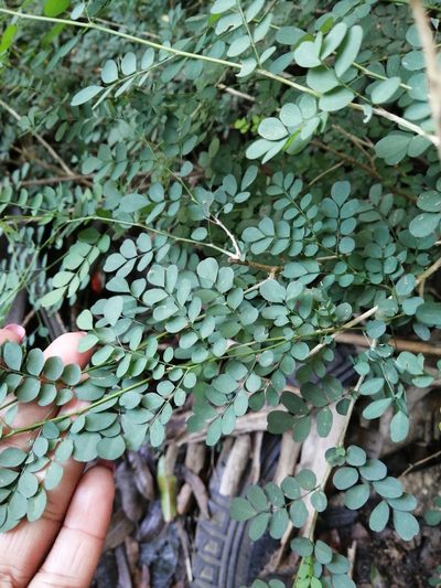 Indigofera sylvicola, photographed by Mmatjie Mashao