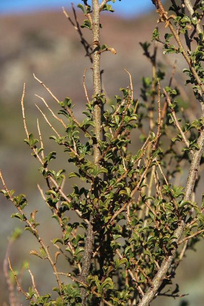 Psoralea arborescens, photographed by Tony Rebelo