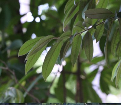 Castanopsis concinna, photographed by Agnes Trekker