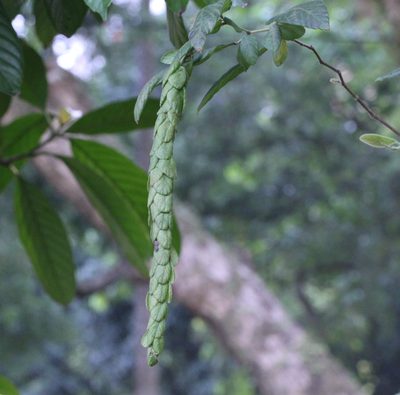 Phyllodium longipes, photographed by Agnes Trekker