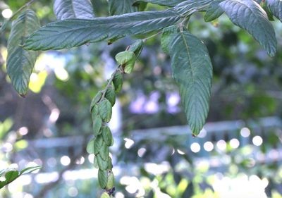 Phyllodium longipes, photographed by Agnes Trekker