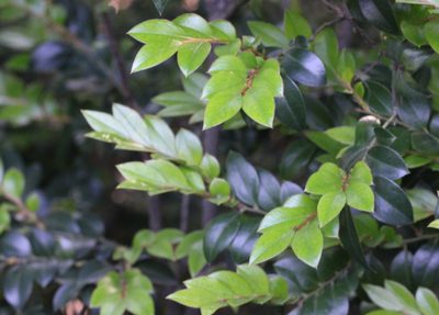 Diospyros vaccinioides, photographed by Agnes Trekker