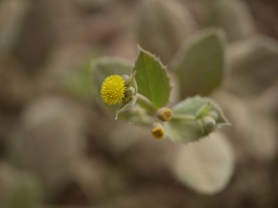 Blumea eriantha, photographed by Dinesh Valke