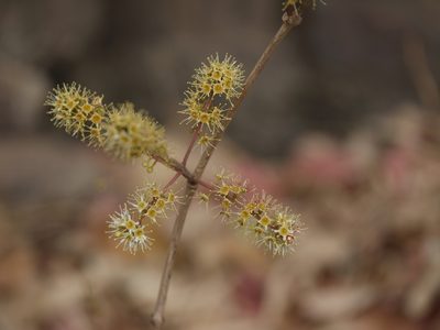 Combretum albidum, photographed by Dinesh Valke