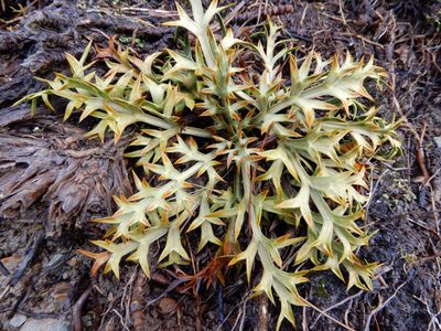Aciphylla hookeri, photographed by Kate McAlpine