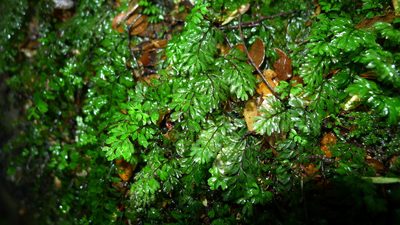 Hymenophyllum cupressiforme, photographed by Sarah Richardson